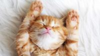 17 Şubat Dünya Kediler Günü: Kediler hakkında 18 eksantrik bilgi